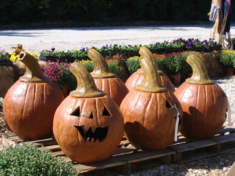 Carved jack-o-lanterns on display