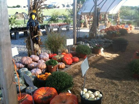 A giant pumpkin on straw