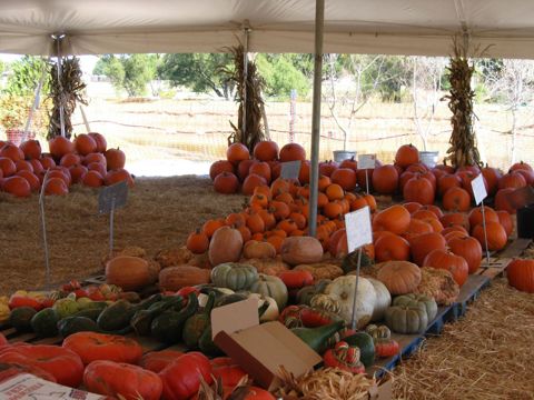 Large pumpkins