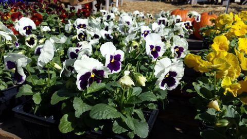 Pansies in bloom
