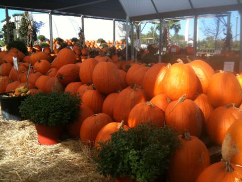 Pumpkins and colorful mums