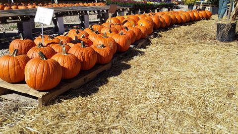 Rows of orange pumpkins on straw